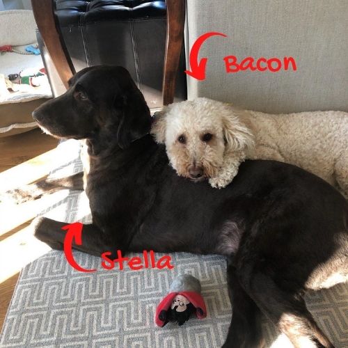 Stella and Bacon
